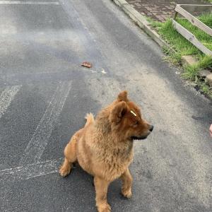 미용한 차우차우 찾아요