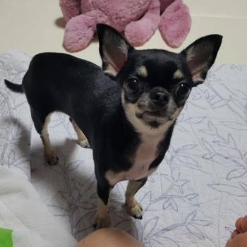 검정색 치와와를 찾습니다