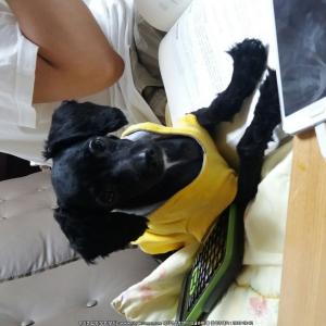 잃어버린 푸들 찾습니다.