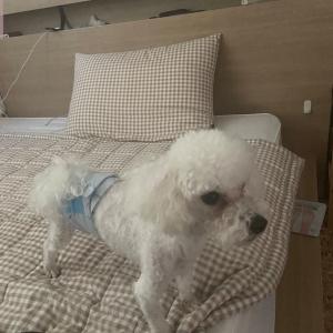 부천 흰색강아지 잃어버렸어요