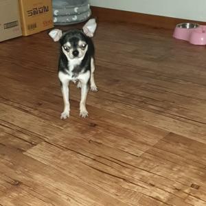 집앞에서 일어버린 막내 찾아요