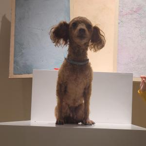 관저동 갈색푸들 찾아요...