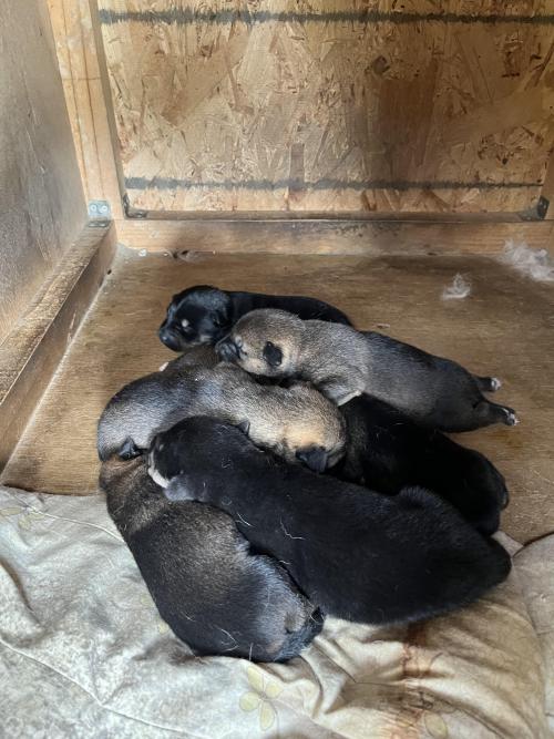 홍천 진도믹스 아기강아지 7명 주인을 기다립니다.