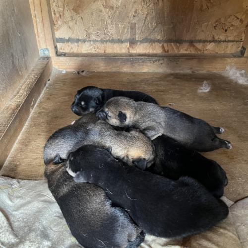 홍천 진도믹스 아기강아지 7명 주인을 기다립니다.