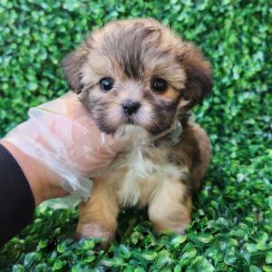 세이블말티푸분양 2개월령 공주님 모량도 많고 모색도 예쁘게 잘빠졋어요