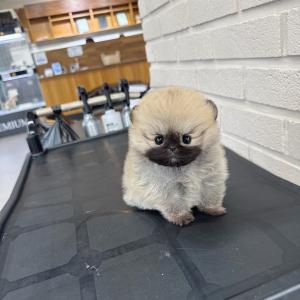 2개월령 세이블포메분양 보냅니당