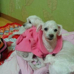 고양시 화정동에서 실종된 흰색 강아지를 찾습니다.