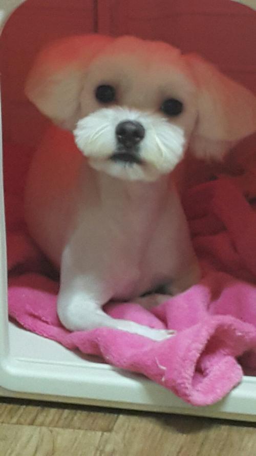 아치(말티즈)를 찾습니다