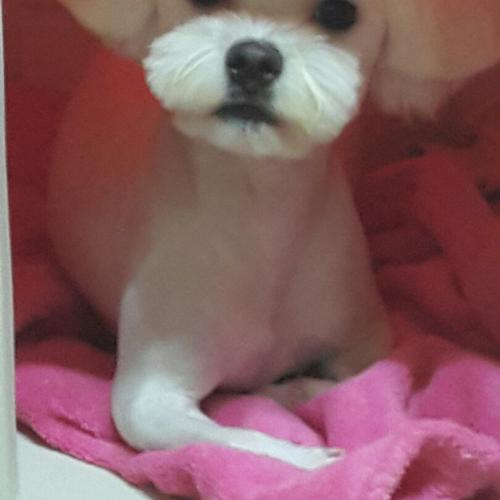 아치(말티즈)를 찾습니다