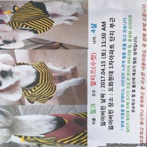 마포) 말티즈 남아 4살 찾습니다!