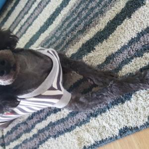 검정색푸들여아찾아요