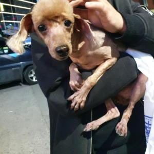 대구달서구월성동 조암중 부근 갈색푸들 찾아요