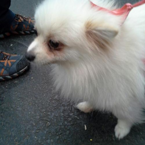 지난주 토요일(19일)에 달성공원~서문시장 도로에서 포메라니안 분실하신분