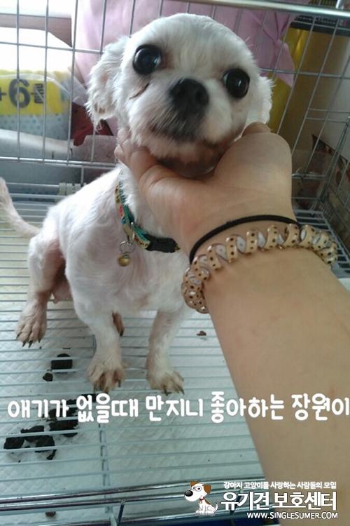 천안유기동물보호소에서 태어난 새끼와 말티즈 어미 같이 분양합니다~