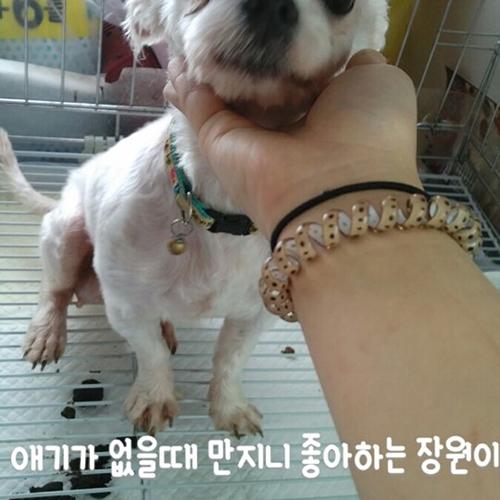 천안유기동물보호소에서 태어난 새끼와 말티즈 어미 같이 분양합니다~