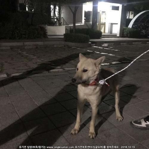 경기 하남시 유기견 발견, 보호중 입니다