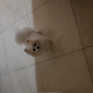 김포 장기동에서 잃어버린 헥이를 찾습니다
