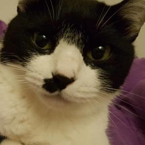 미묘의 코숏 턱시도 4살 여아 찾습니다