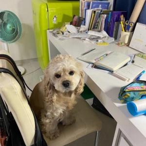 강아지를 찾습니다. 서울시 성북구