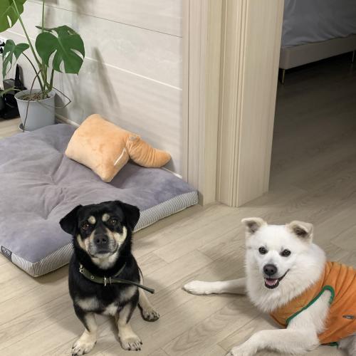 유기견 임시보호/입양 하실분 구합니다.