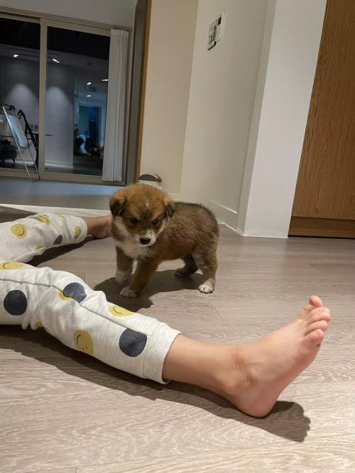 강아지 예쁘게 키워주실 분 찾아요.