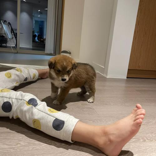 강아지 예쁘게 키워주실 분 찾아요.