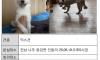 강아지 찾습니다. 나주 동강이 마지막 장소 입니다