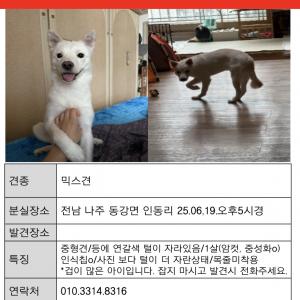강아지 찾습니다. 나주 동강이 마지막 장소 입니다