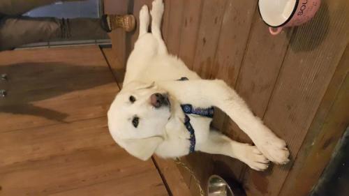 리트리버 임보중입니다