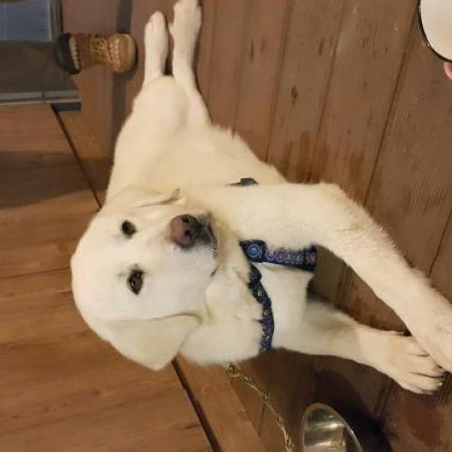 리트리버 임보중입니다