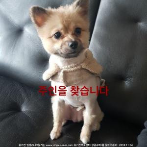포메라니안 보호중입니다