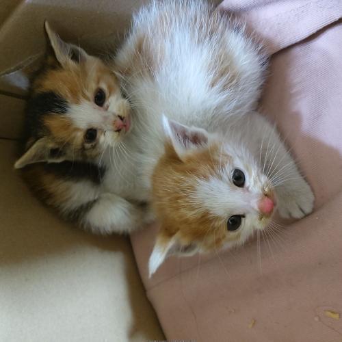 아기 길고양이 두마리 분양합니다