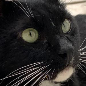 부산시 감천동 고양이 찾아요