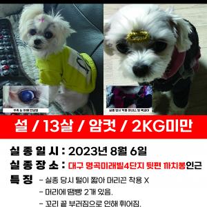 사례금100)한번씩만 봐주시고 도와주세요.. 23년 8월 6일에 잃어버린 1.8kg의 신발사이즈 240 크기의 말티즈 설을 찾습니다...