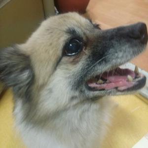 노령견 찾습니다.