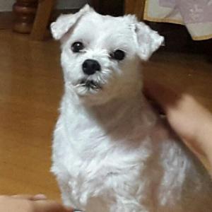 안성 말티즈 남아를 찾습니다