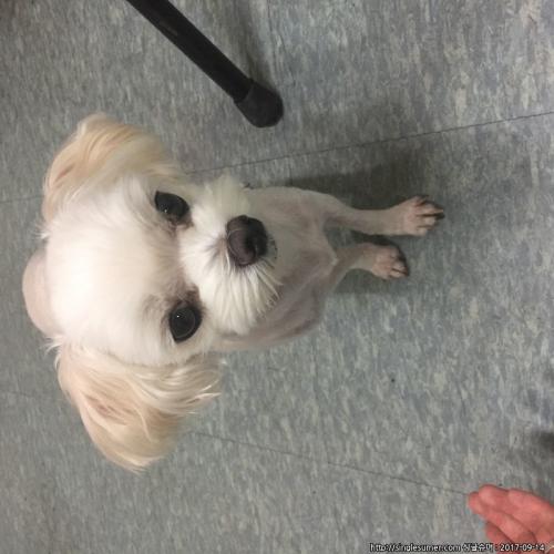 말티즈여아입니다