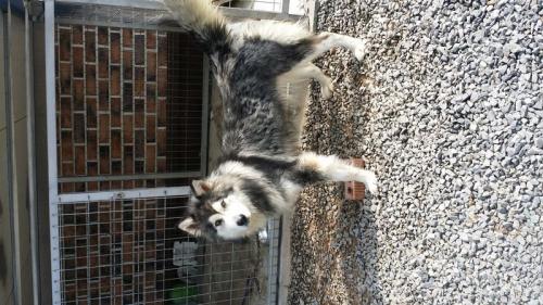 말라뮤트 분양 보냅니다.