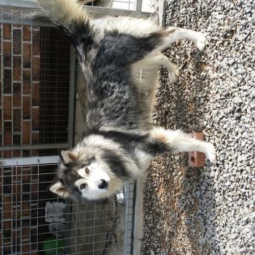 말라뮤트 분양 보냅니다.