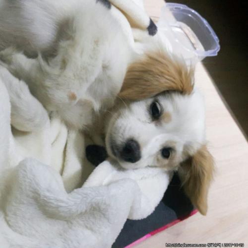 강아지 임시 보호중 주인을 찾습니다