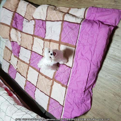 2살 수컷 말티 중성화o 무료분양