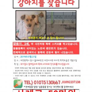 맑음이를 찾습니다