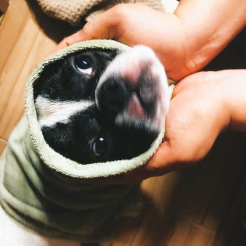 새로운가족을찾습니다