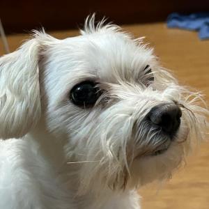 부천시 내동 혹은 인근 / 흰색 말티즈믹스 발견하신 분 연락 부탁드립니다