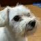 부천시 내동 혹은 인근 / 흰색 말티즈믹스 발견하신 분 연락 부탁드립니다