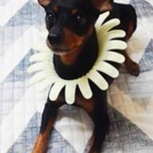 검정색미니핀/면목동분실/수컷(중성화수술X)