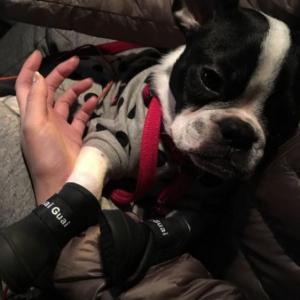 분당강아지를찾습니다..ㅠㅠ