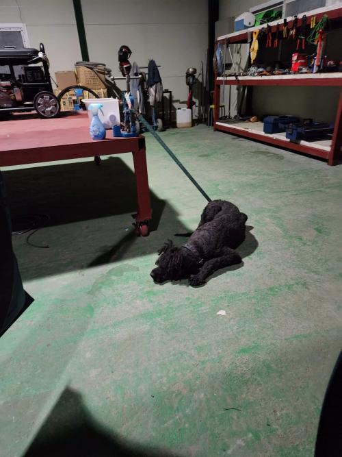 스텐다드 푸들 추정 견주님 찿습니다. 버려진지 꽤 된것 같습니다