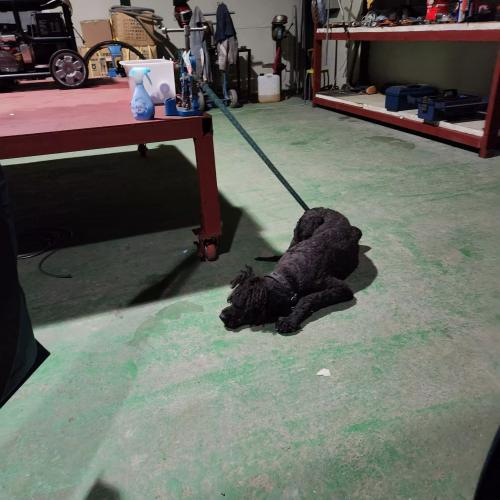 스텐다드 푸들 추정 견주님 찿습니다. 버려진지 꽤 된것 같습니다