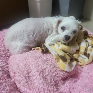 말티 노견 찾아요